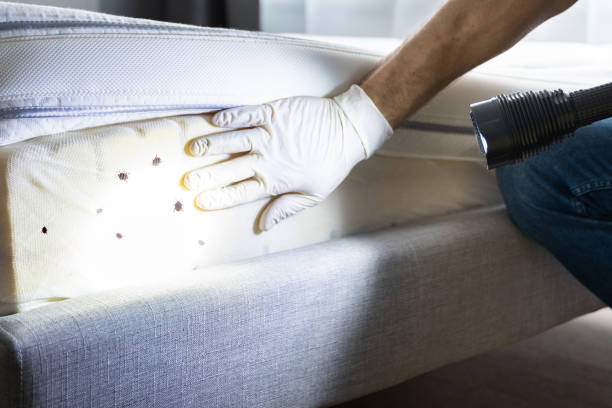 Flea Control Services in Greentown, IN